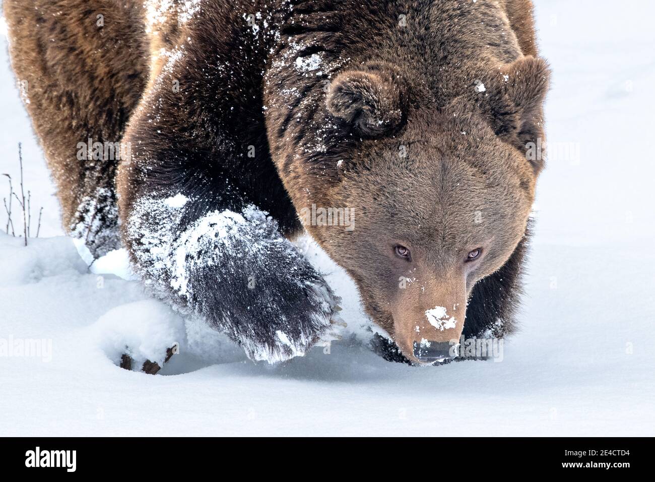 Bear in winter Stock Photo