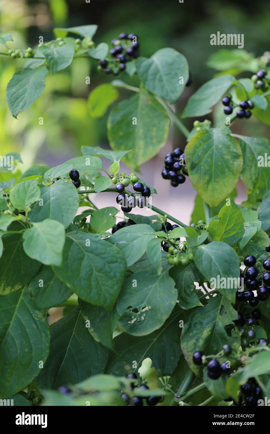 Garden huckleberry (Solanum scabrum) Stock Photo