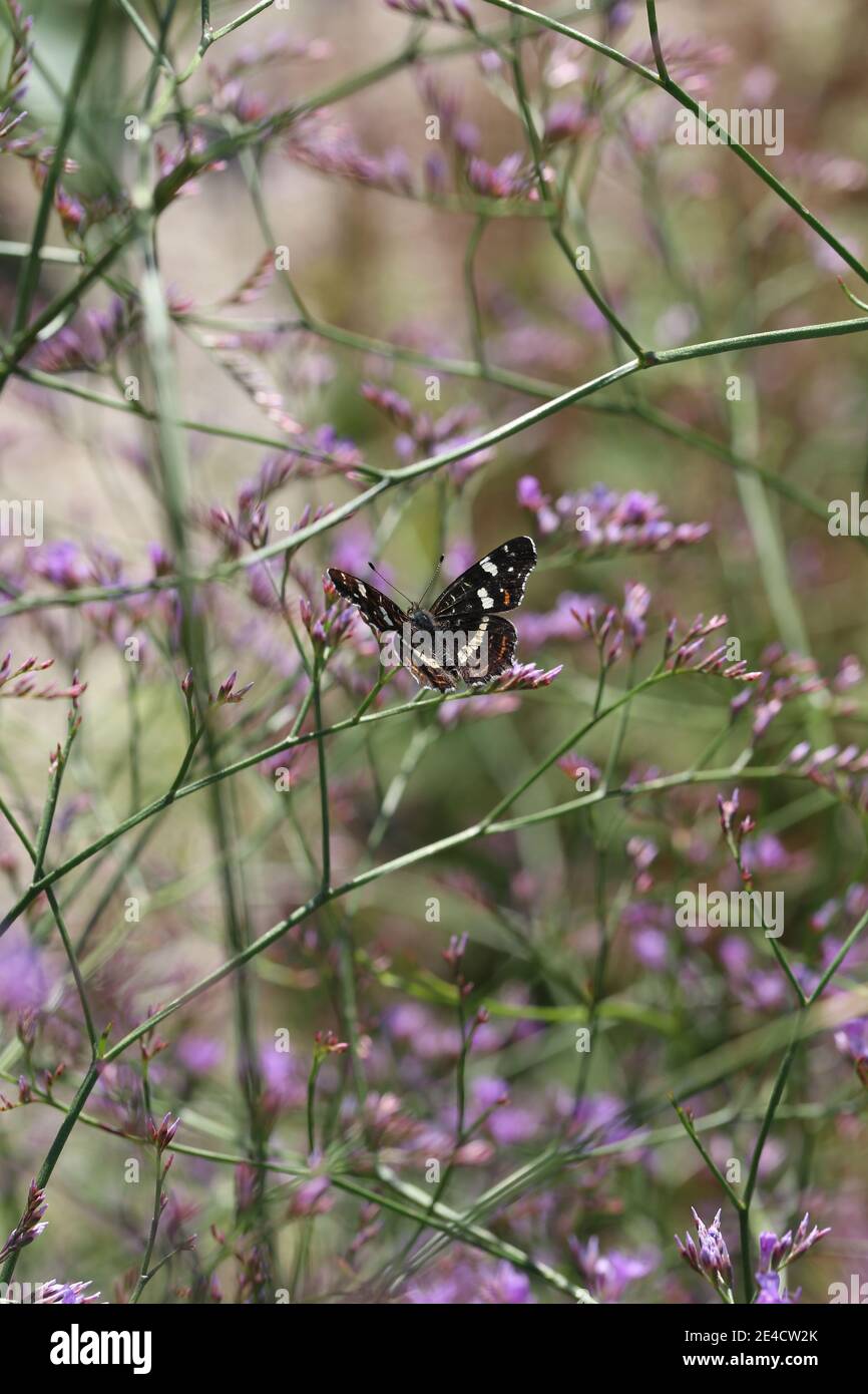 map butterfly (Araschnia levana) on broad-leaved sea lavender / sea lavender (Limonium latifolium) Stock Photo