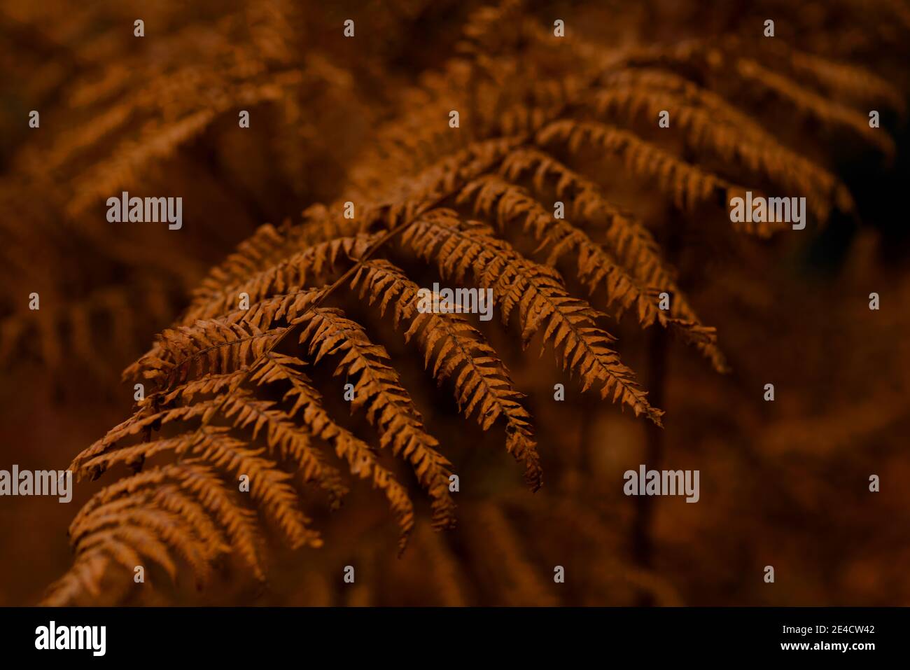 Green fern in autumn, selective sharpening Stock Photo