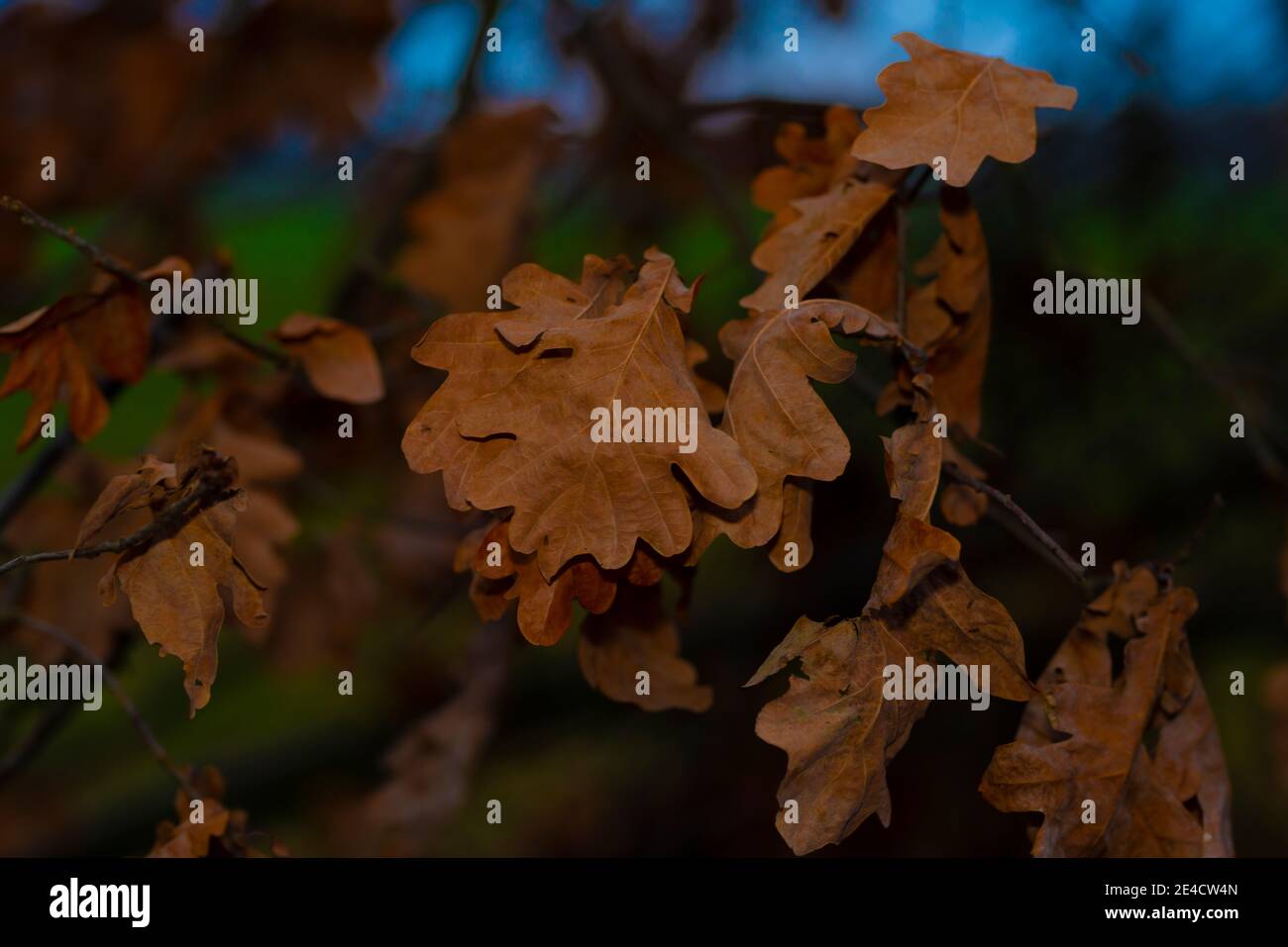 Oak tree forests hi-res stock photography and images - Alamy