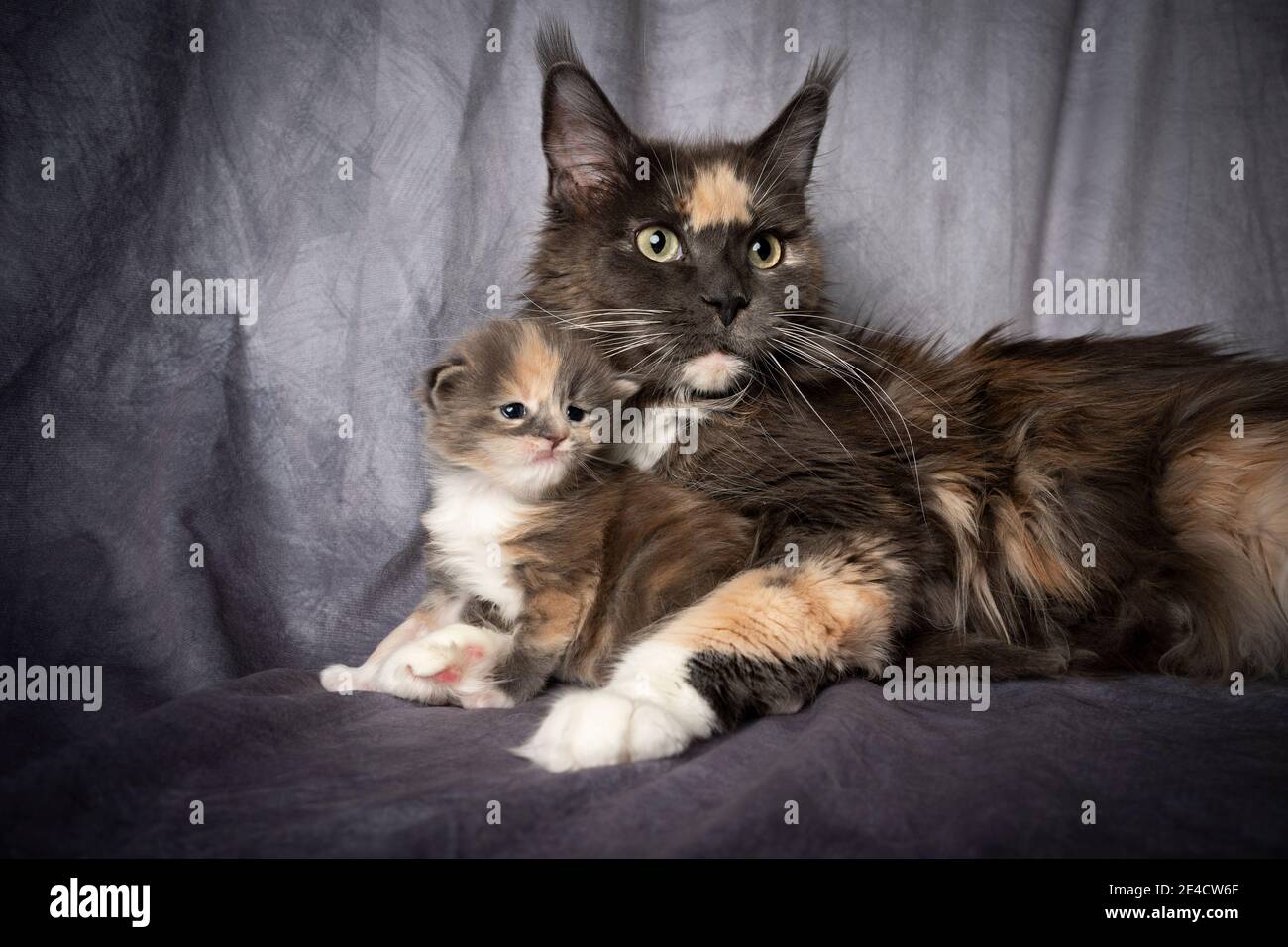 calico maine coon cat with 2 week old kitten together side by side ...