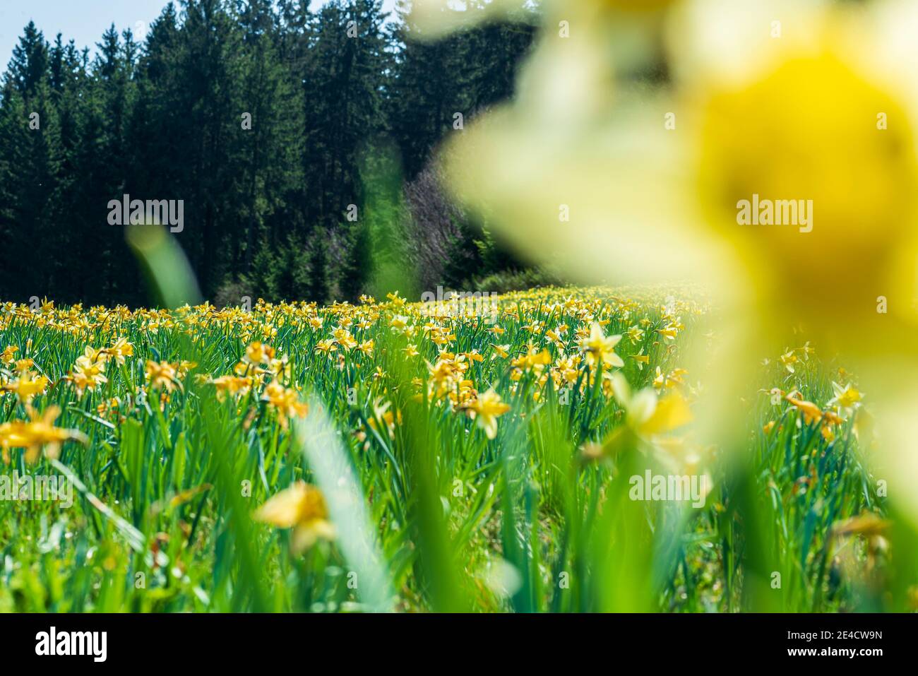 Blooming daffodil meadow in the Oleftal in the Eifel, a daffodil out of focus in the foreground Stock Photo