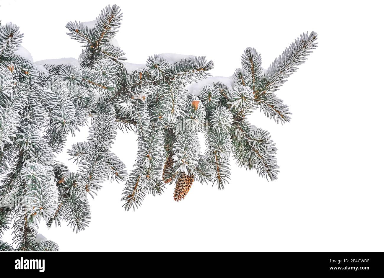 Fir tree branch with cones and hoarfrost or rime and snow on green ...