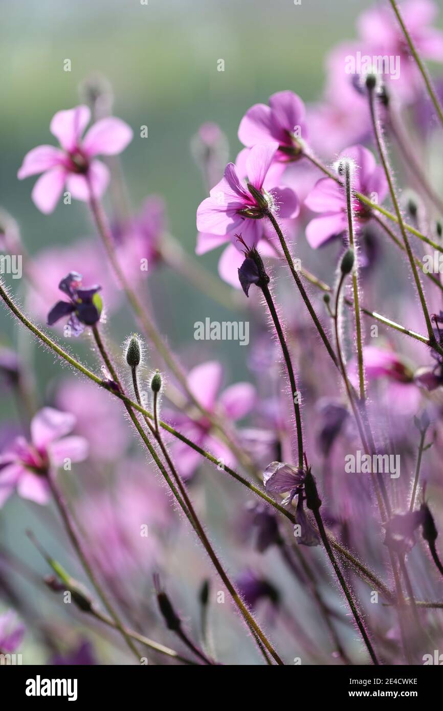 Madeira cranesbill (Geranium maderense Stock Photo - Alamy