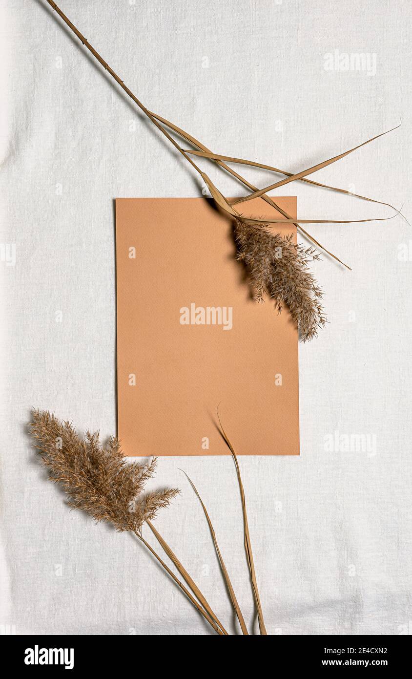 Two dried natural reed flowers and camel square blank paper sheet on white linen. Copy space. Tactile flat lay background with dried flower. Organic d Stock Photo