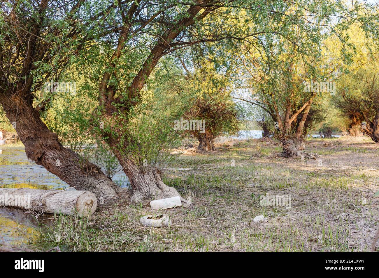 Beautiful shot growing trees hi-res stock photography and images - Alamy