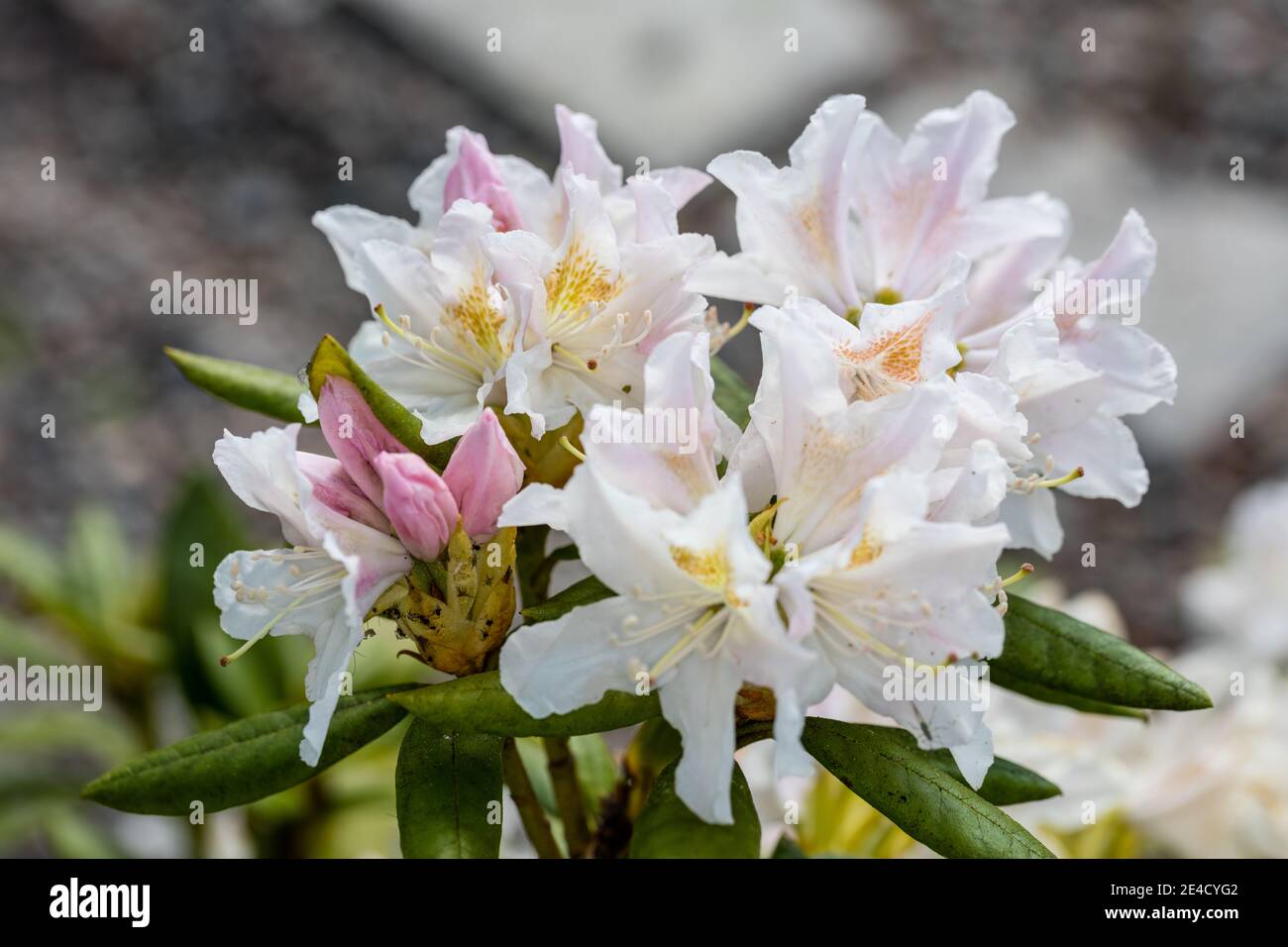'Cunningham’s White' Hybrid rhododendron, Parkrododendron (Rhododendron caucasicum x ponticum var album) Stock Photo