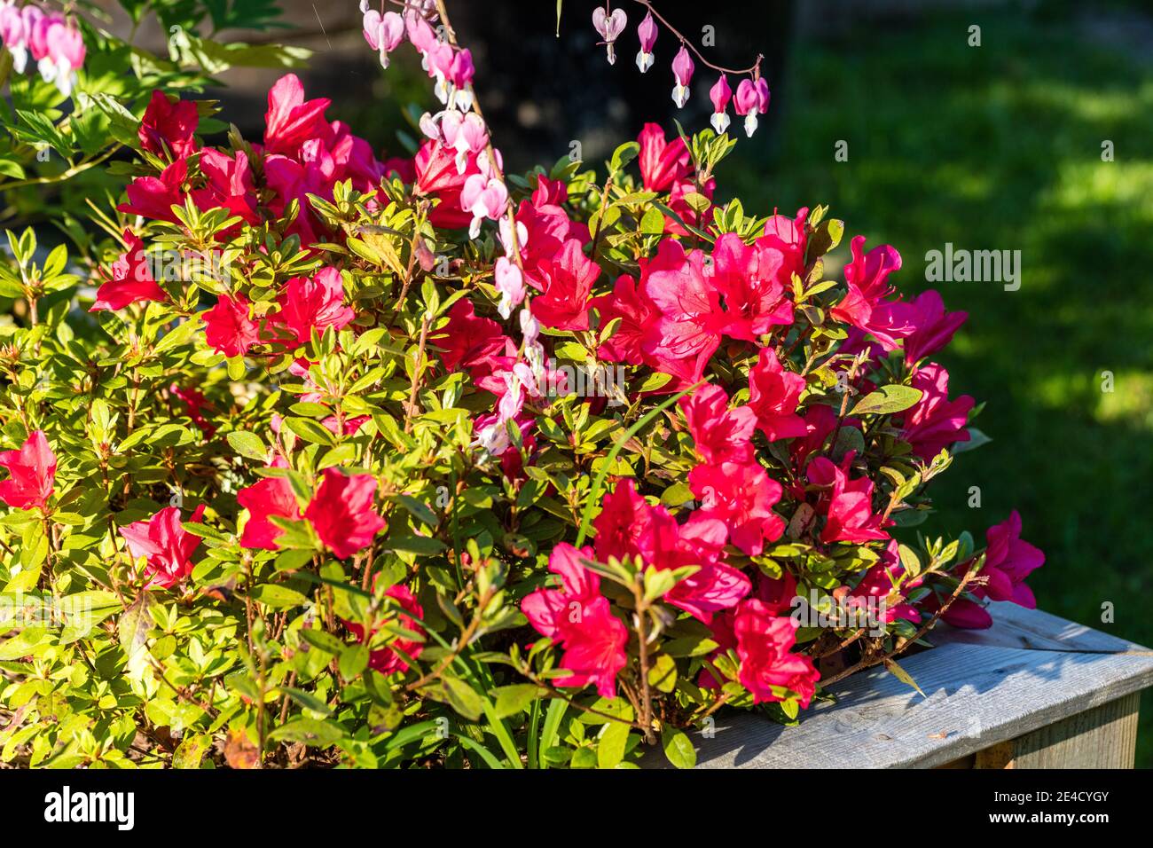 'Arabesk' Japanese Azalea, Japansk azalea (Rhododendron japonica) Stock Photo