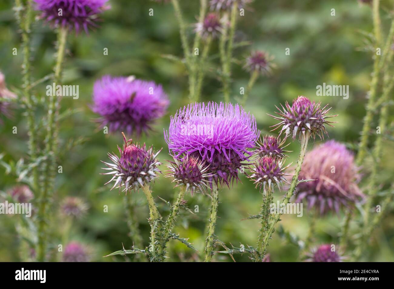 Bee collects pollen nectar on beautiful purple milk thistle flower plant, Silybum marianum, Natural green background with copy space, soft selective f Stock Photo