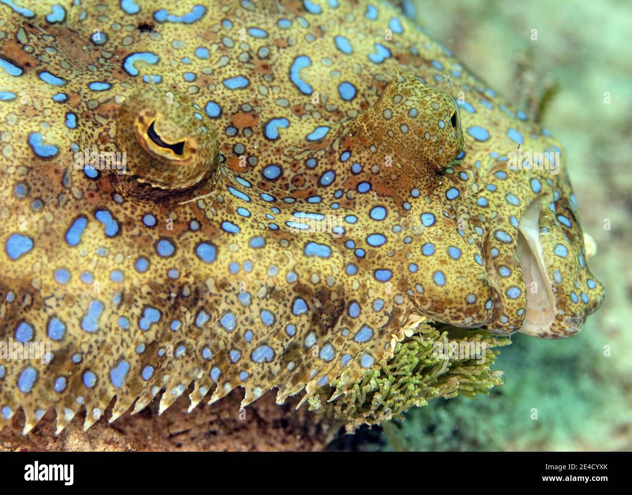 A peacock flounder hires stock photography and images Alamy