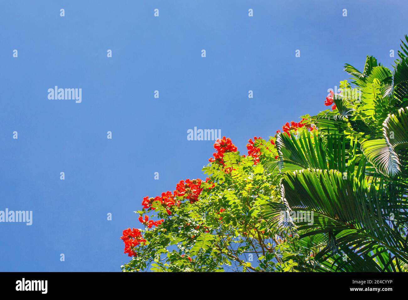 Fresh tropical green leaves and flowers on blue sky background Stock ...