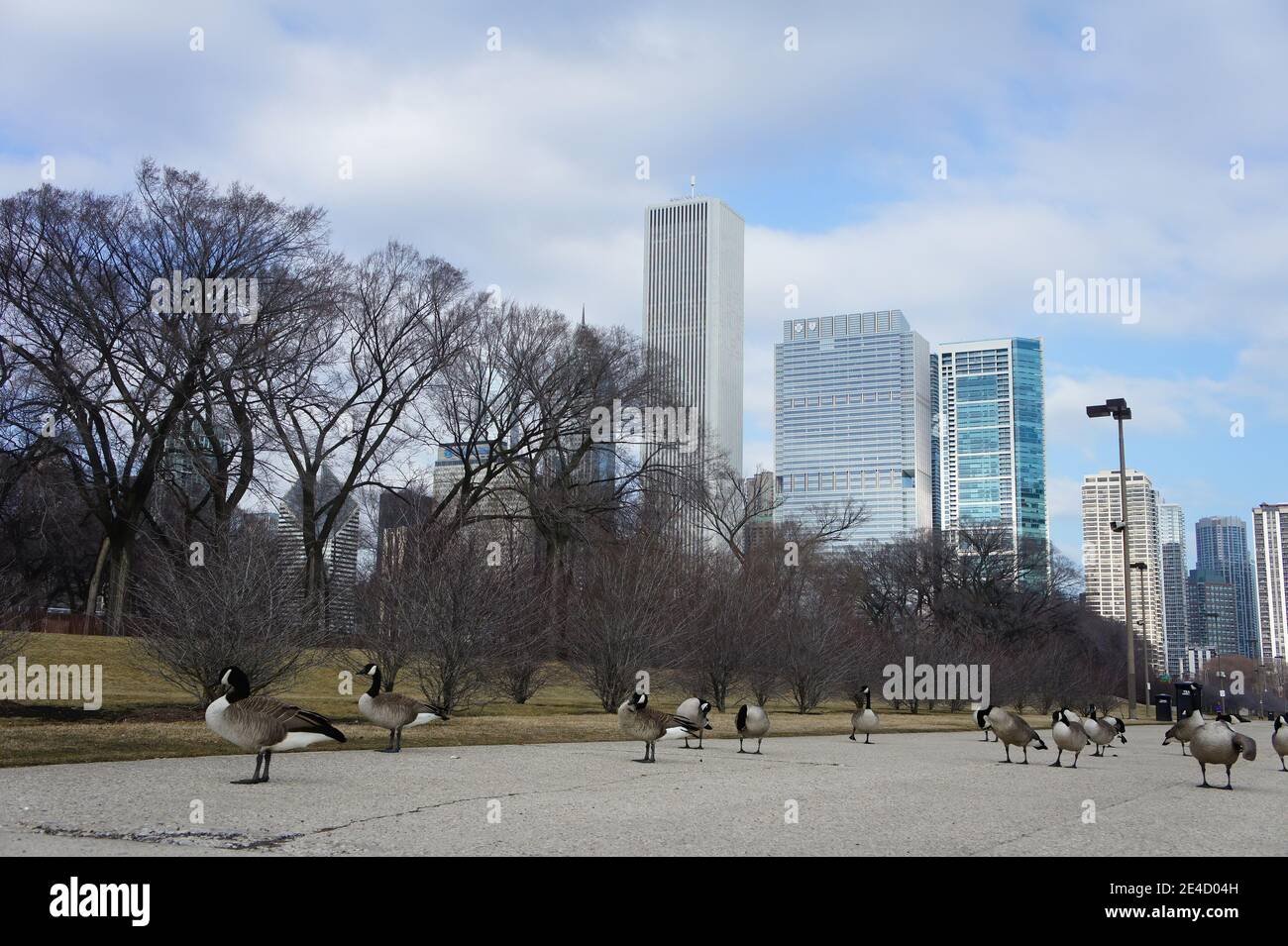 Many Canada geese with Chicago skyline at Millennium Park, Chicago