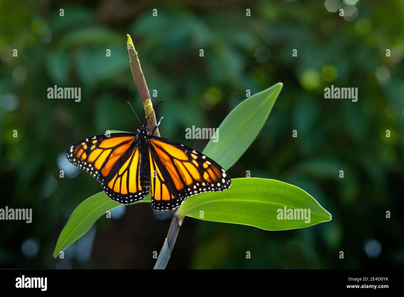 Monarch butterfly (danaus plexippus) just emerging from the chrysalis