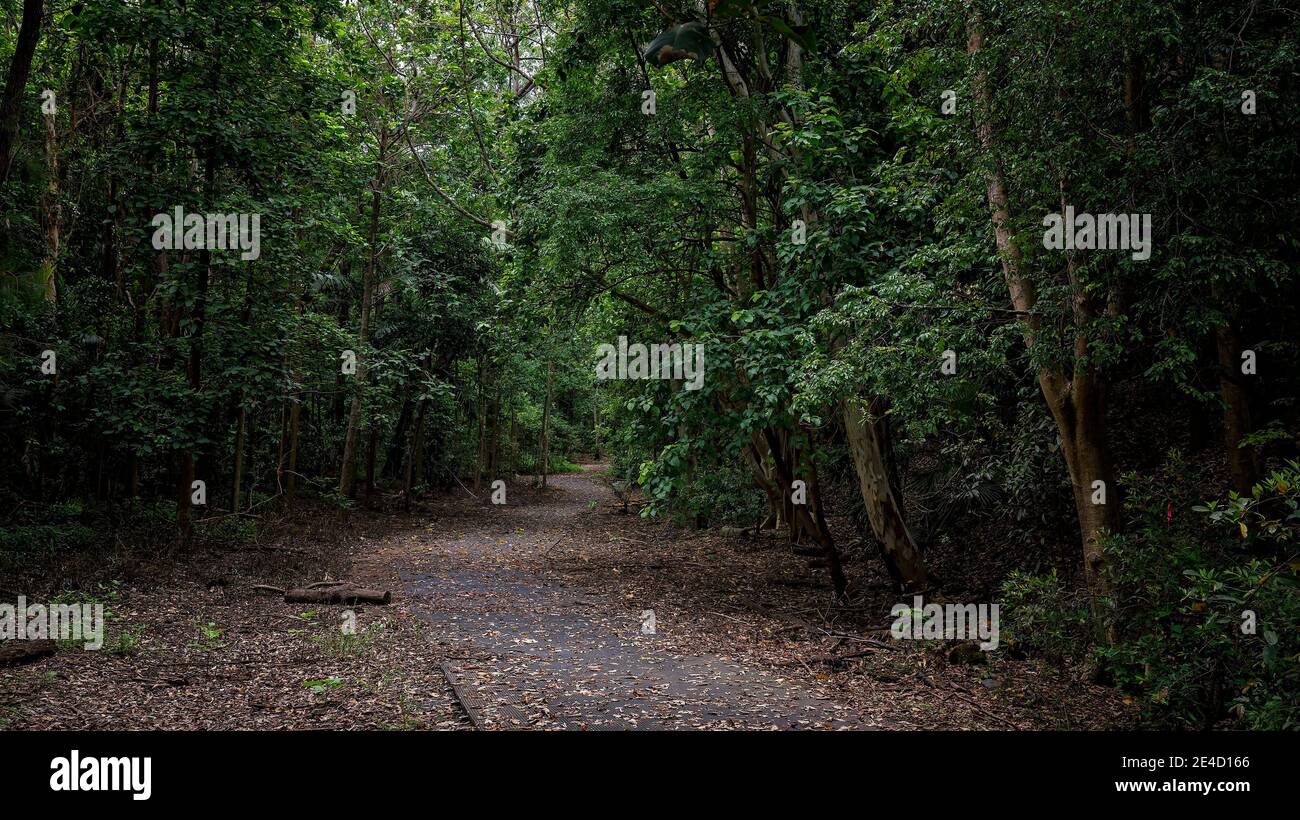 Pathway into dense bushland for the public to enjoy a walk Stock Photo