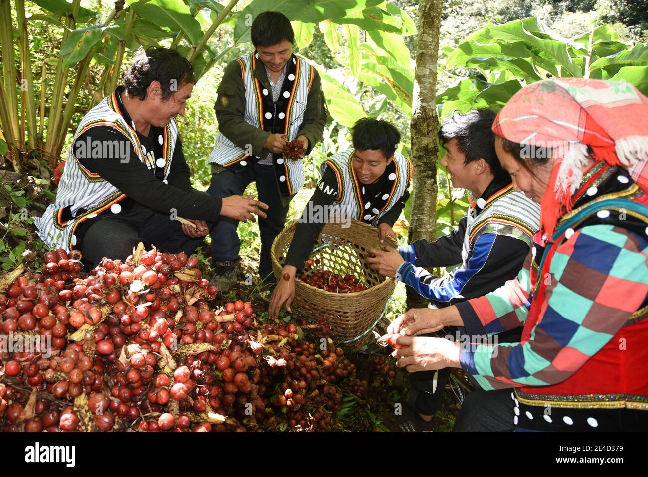 Kunming. 23rd Jan, 2021. Villagers harvest Amomum Tsao-ko in Fugong County of Lisu Autonomous Prefecture of Nujiang, southwest China's Yunnan Province, Oct. 28, 2019. Credit: Xinhua/Alamy Live News Stock Photo