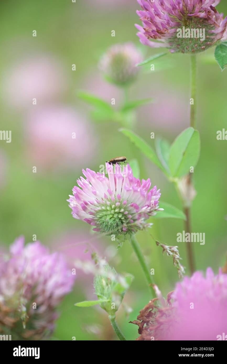 Blooming red clover Stock Photo