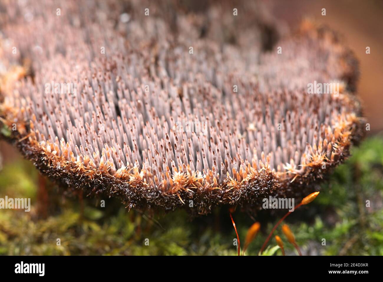 Gloiodon strigosus, a tooth fungus from Finland with no common english name Stock Photo