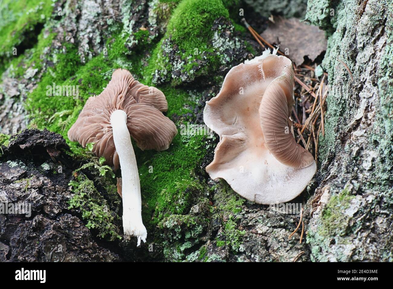 Homophron spadiceum, also called Psathyrella spadicea, commonly known as chestnut brittlestem, wild mushroom from Finland Stock Photo