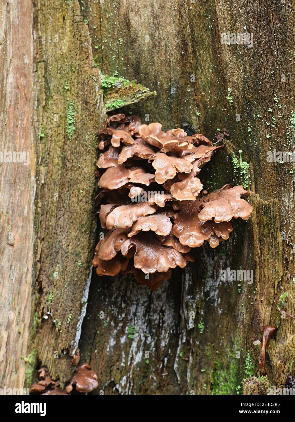 Lentinellus ursinus, known as the Bear Lentinus, wild mushroom from Finland Stock Photo