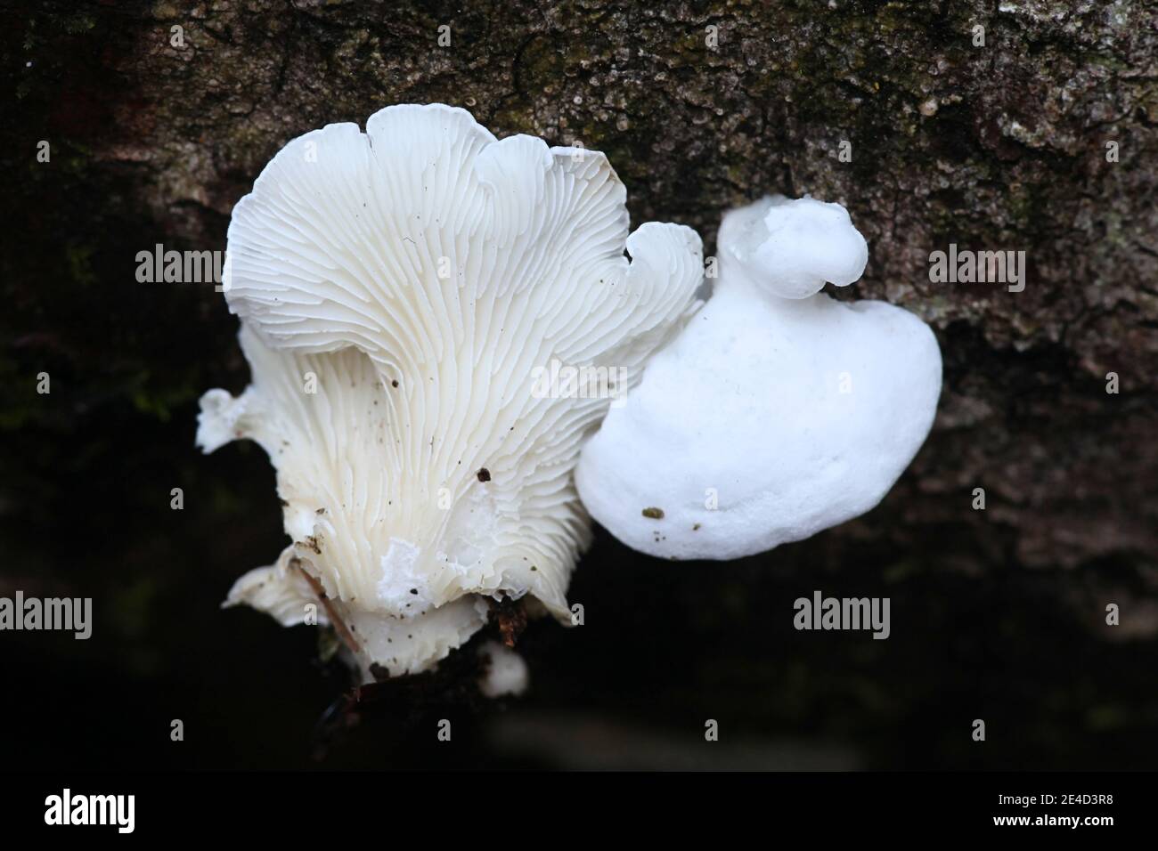 Cheimonophyllum candidissimum, pleutoroid fungus from Finland with no common english name Stock Photo