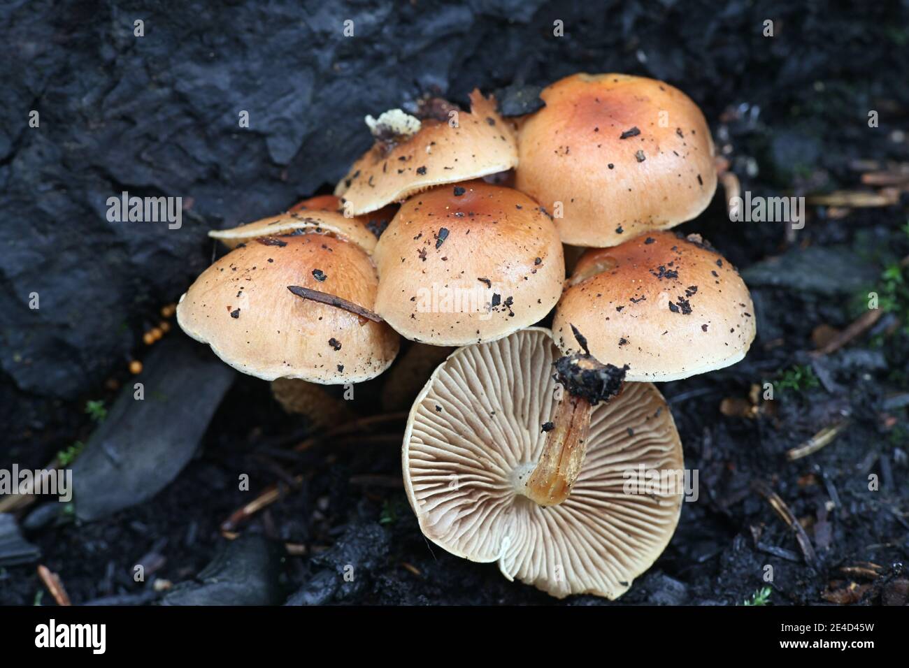 Pholiota highlandensis, known as the bonfire scalycap, pioneer specie of burned ground and forest fire areas Stock Photo