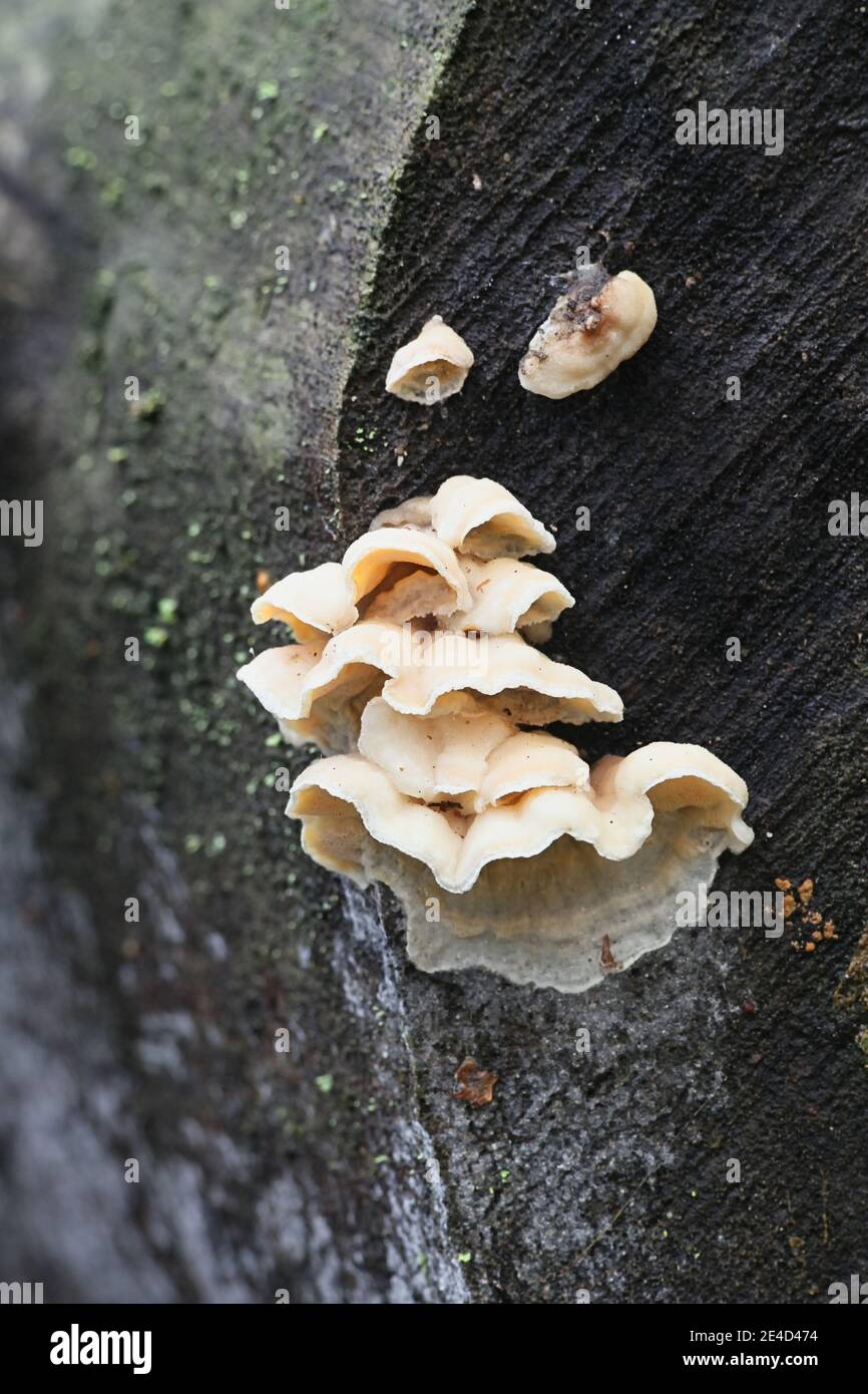 Skeletocutis amorpha, known as rusty crust, wild polypore from Finland Stock Photo