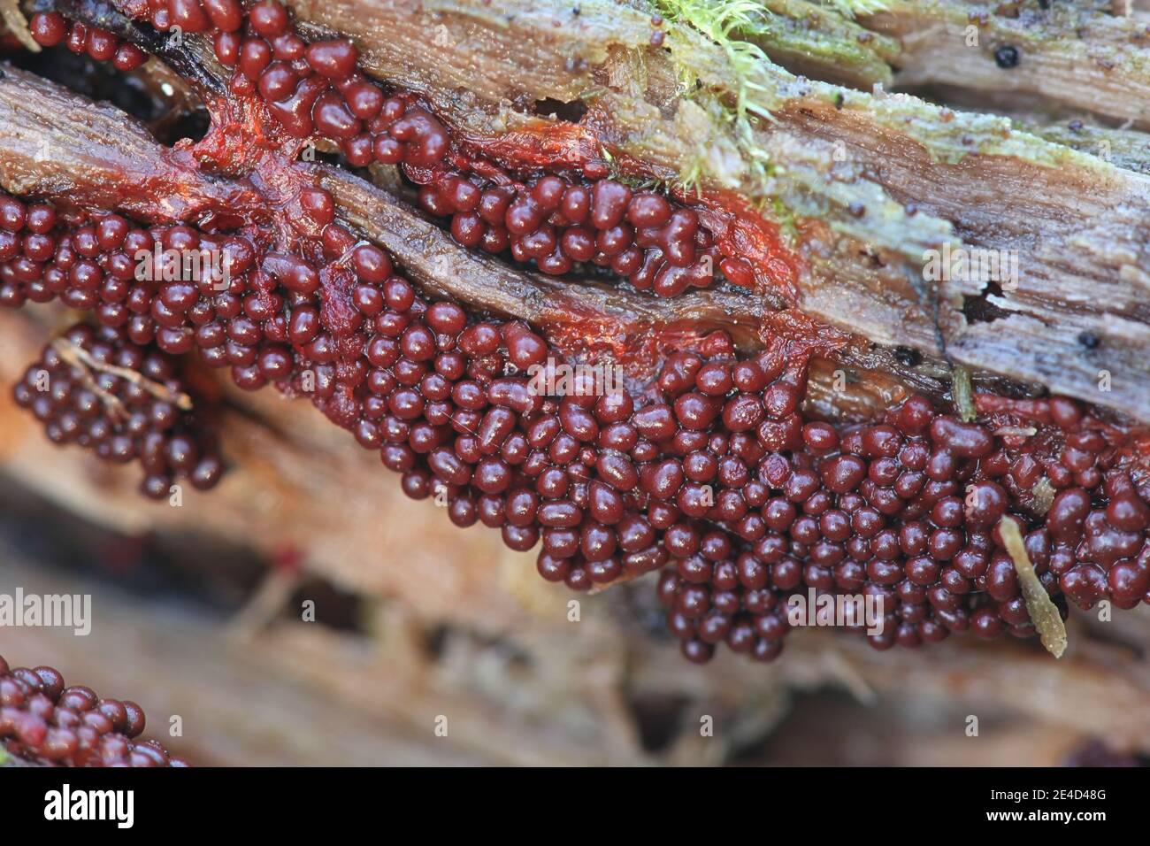 Metatrichia vesparium, commonly known as wasp nest slime mold Stock Photo