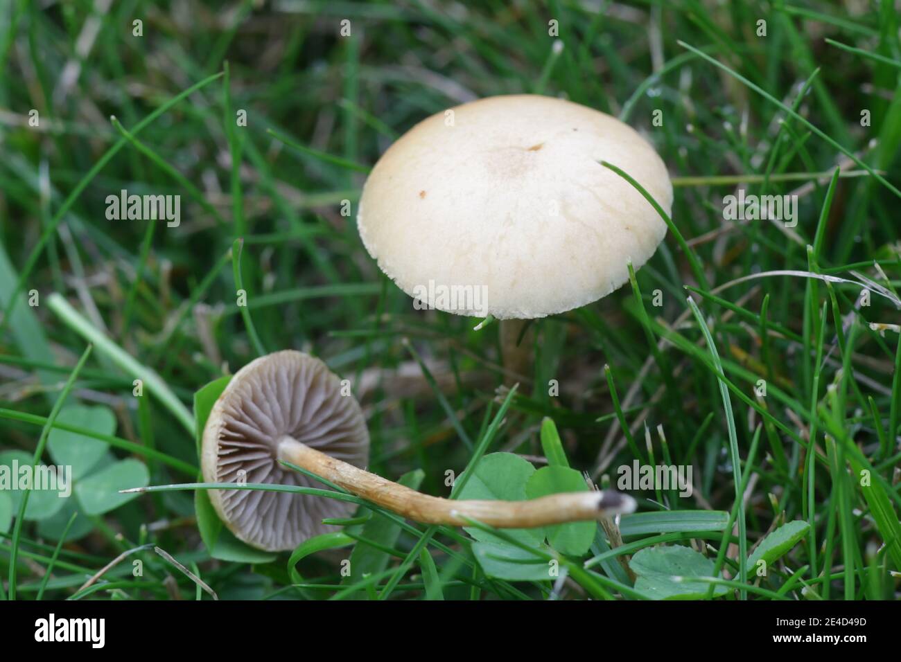 Agrocybe pediales, known as Common Fieldcap, wild mushroom from Finland Stock Photo
