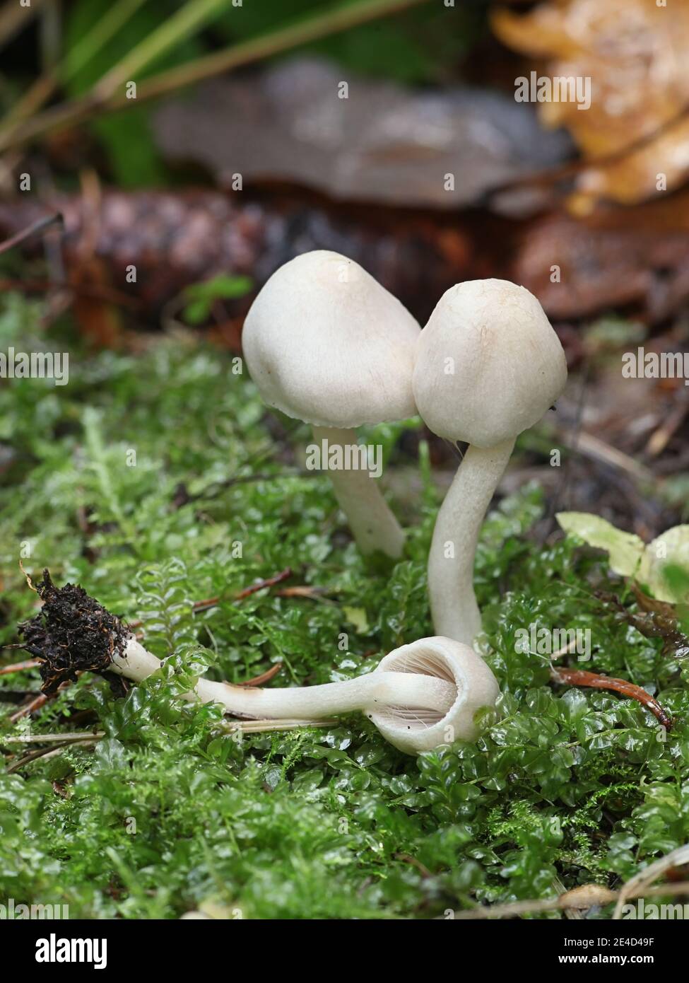 Inocybe geophylla, commonly known as the earthy inocybe, common white ...