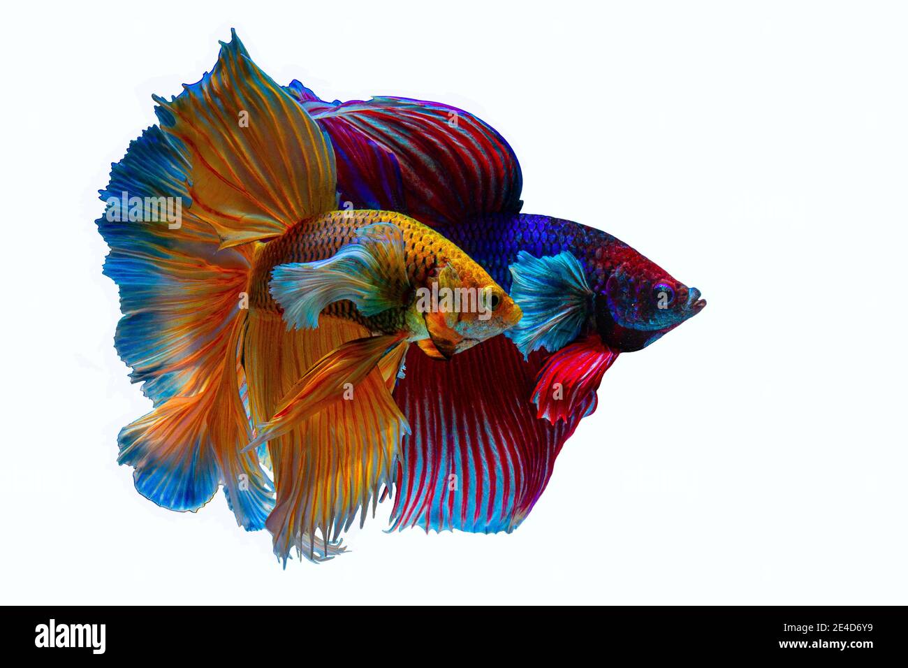 Colour fish fighter online