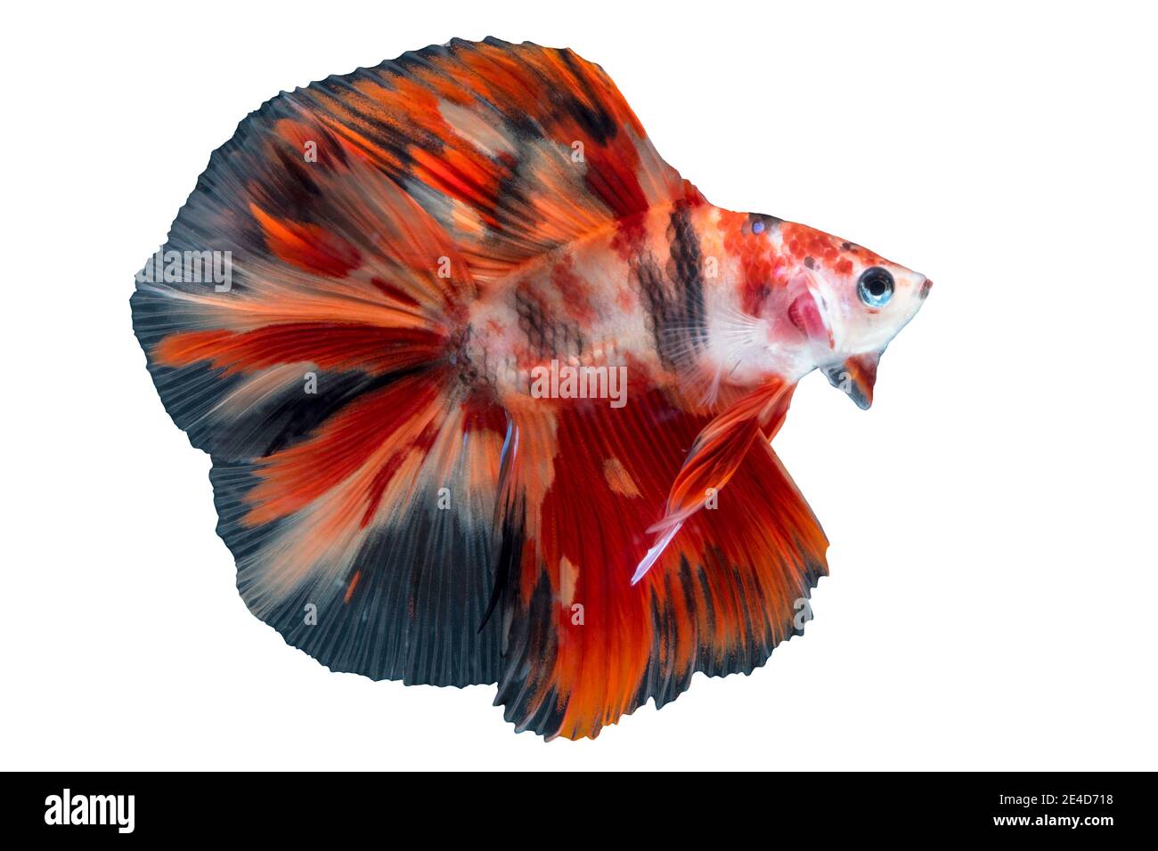 Biting fish hi-res stock photography and images - Alamy