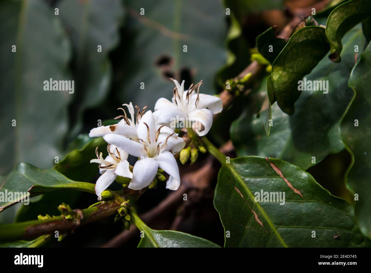 The small delicate white flowers of a coffee shrub, Coffea Arabica, in bloom, photographed in early spring on a coffee farm in the Lowveld Stock Photo