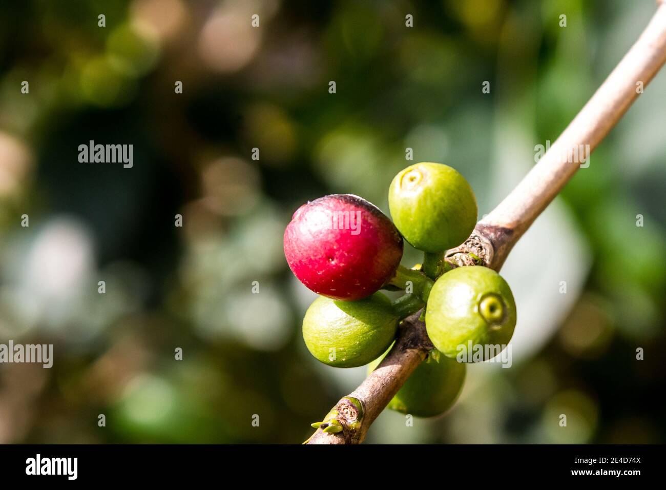 A small cluster of mostly green coffee cherries, Coffea Arabica, in bloom, photographed in early spring on a coffee farm in the Lowveld Stock Photo