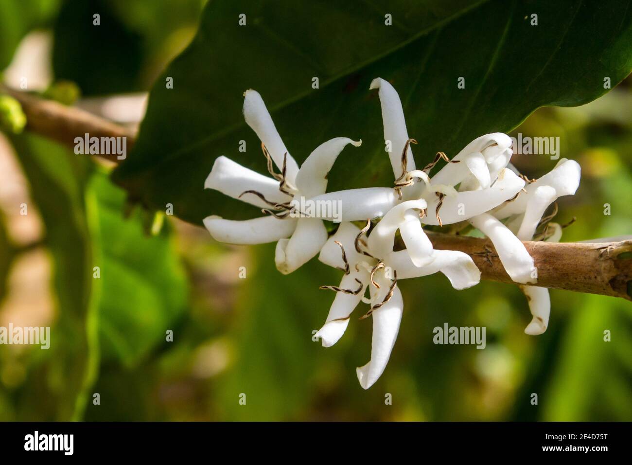 The small delicate white flowers of a coffee shrub, Coffea Arabica, in bloom, photographed in early spring on a coffee farm in the Lowveld Stock Photo