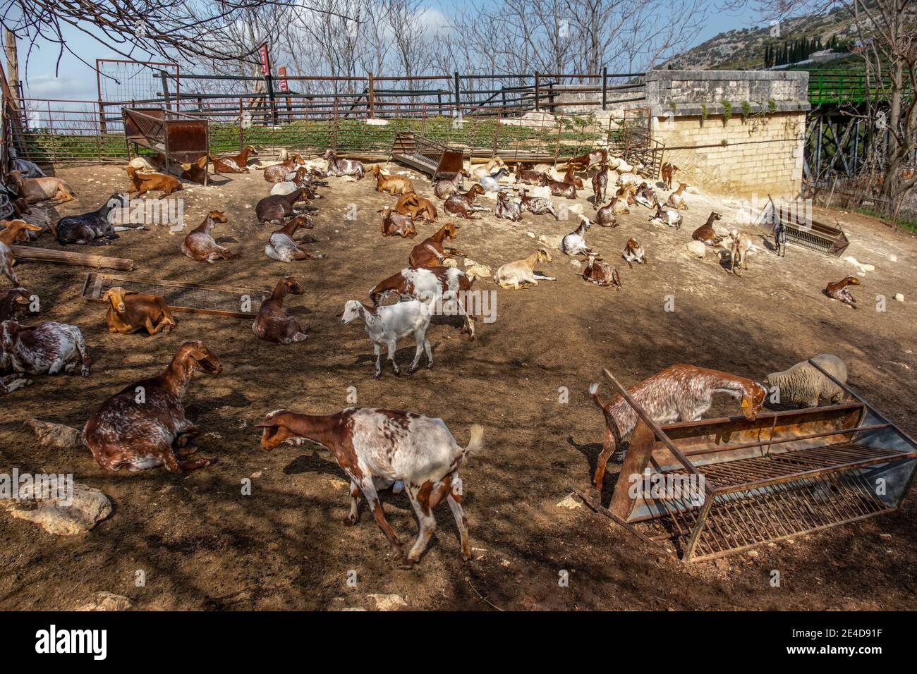 Goat farming at Zhueros, Subbetica mountain, Cordoba Province. Andalusia. Southern Spain Europe Stock Photo