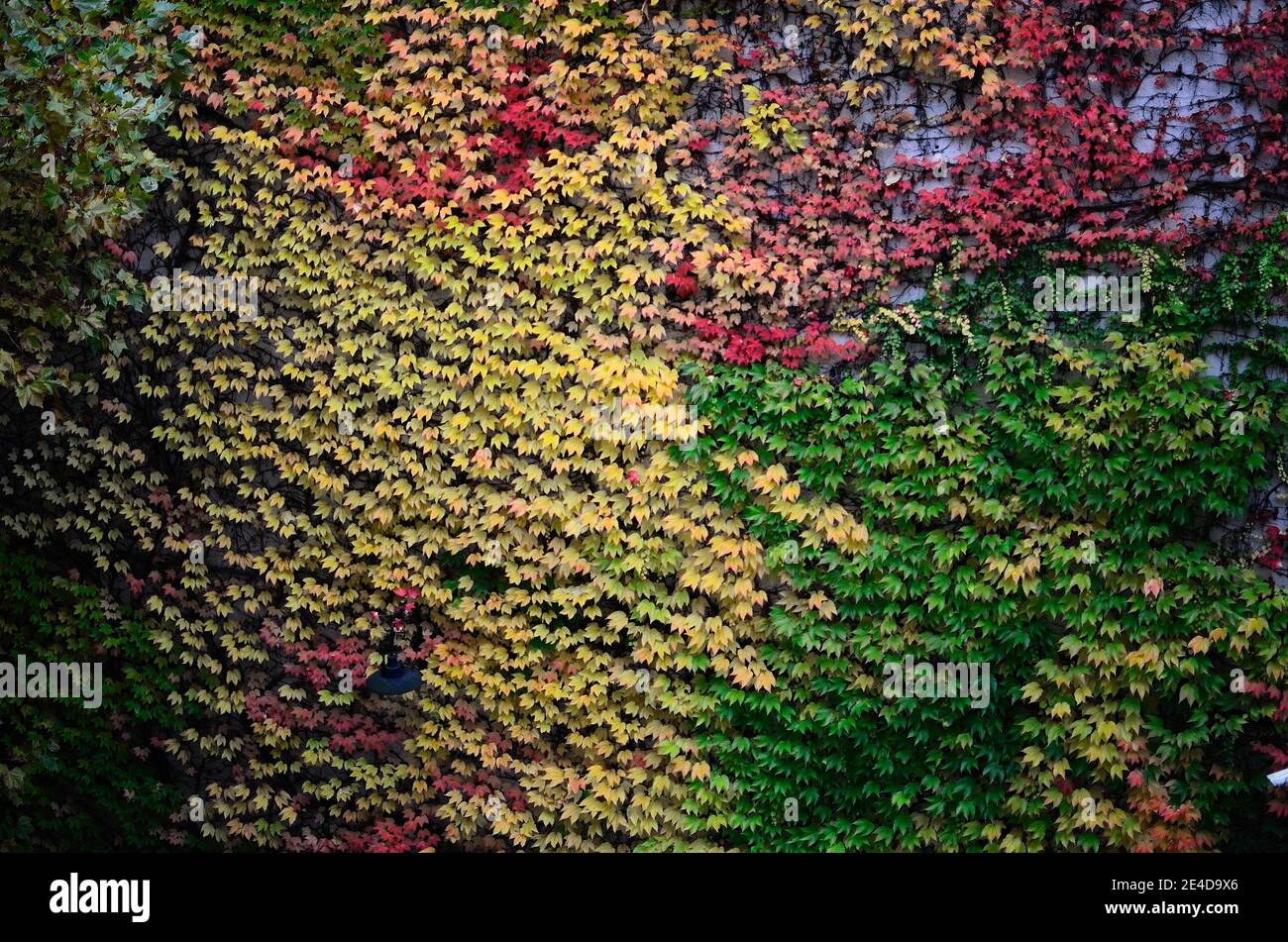 different colored leaves on a wall in autumn Stock Photo