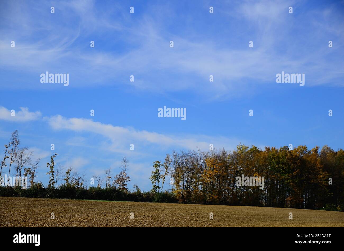 Colorful trees and field in autumn with sky Stock Photo - Alamy