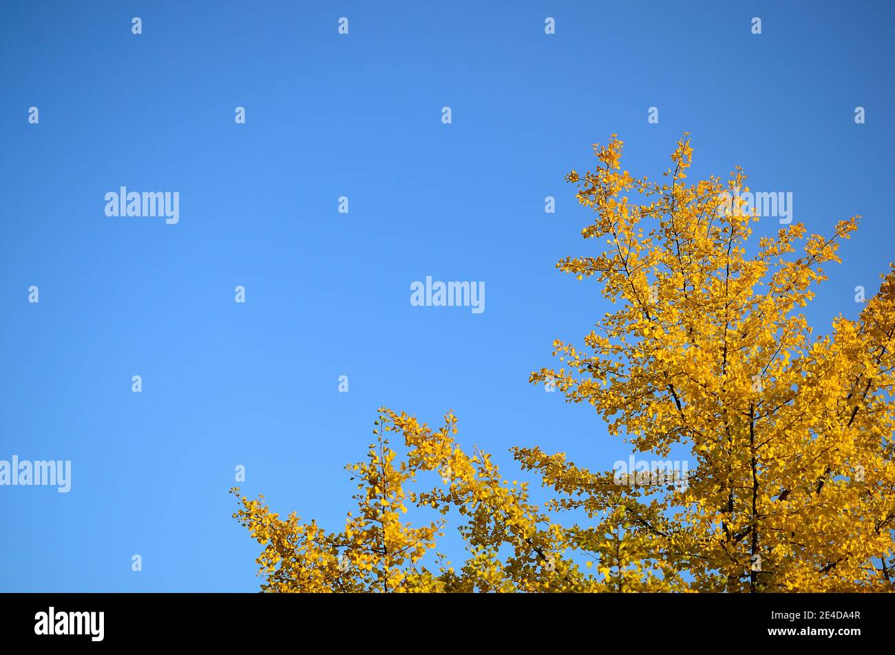 Red solstice tree hi-res stock photography and images - Alamy
