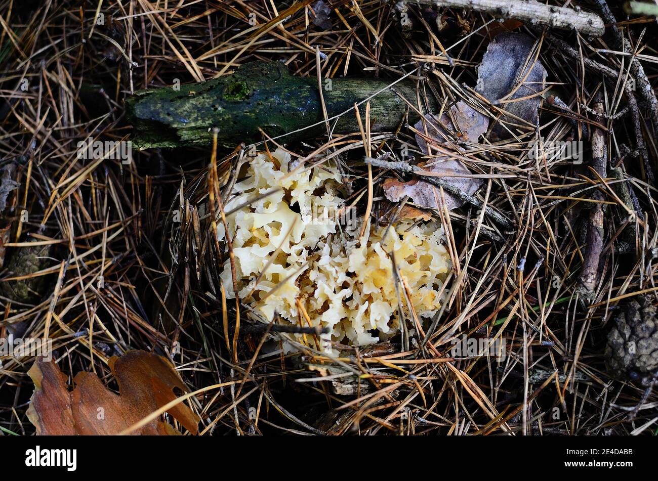 small fresh cauliflower mushrooms in coniferous forest Stock Photo