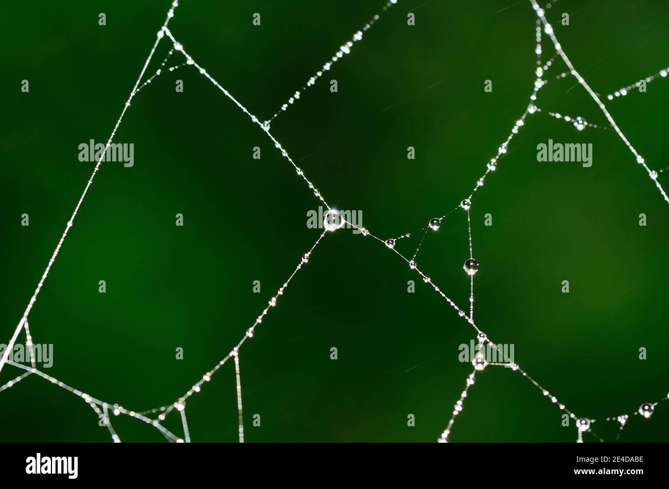 cobweb with drops and sun rays with green background Stock Photo