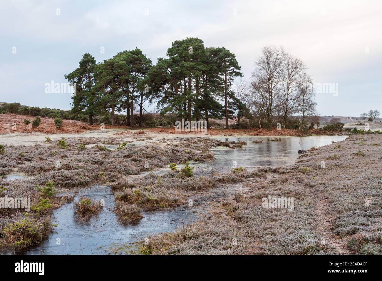 Ogdens, Frogham, Fordingbridge, New Forest, Hampshire, UK, Saturday 23nd January, 2021, Weather: Frosty and icy morning in the countryside early morning. The colder than average temperatures bring the prospect of some snow to south coast counties over the weekend. Credit: Paul Biggins/Alamy Live News Stock Photo