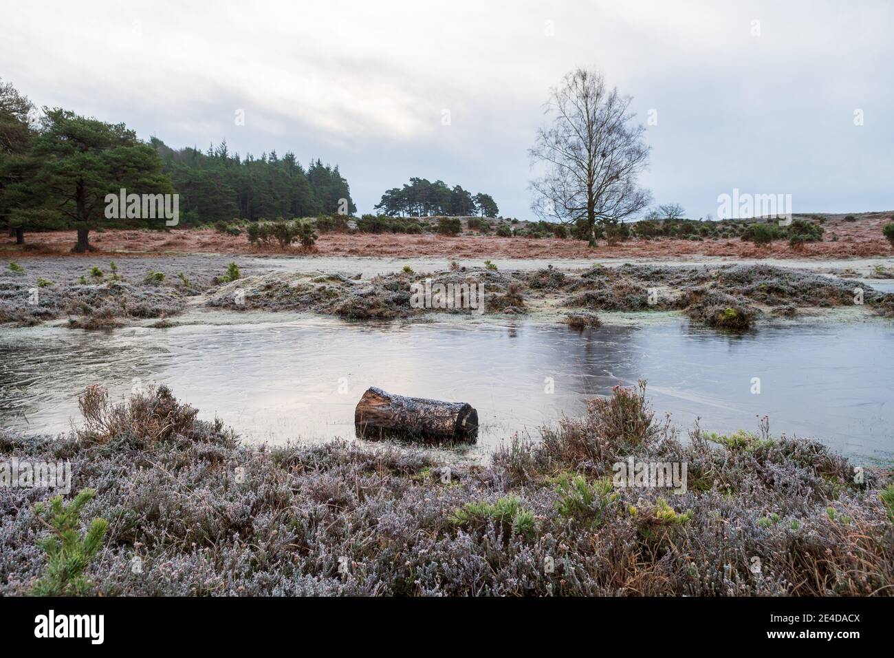 Ogdens, Frogham, Fordingbridge, New Forest, Hampshire, UK, Saturday 23nd January, 2021, Weather: Frosty and icy morning in the countryside early morning. The colder than average temperatures bring the prospect of some snow to south coast counties over the weekend. Credit: Paul Biggins/Alamy Live News Stock Photo