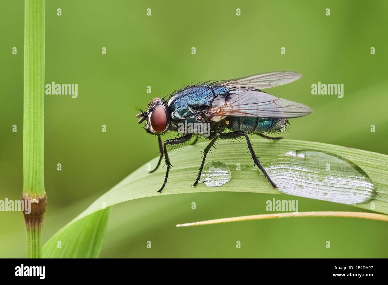 Blue bottle fly sitting motionless on a leaf of grass after rain. With two water drops, closeup. Genus species Calliphora vomitoria. Stock Photo
