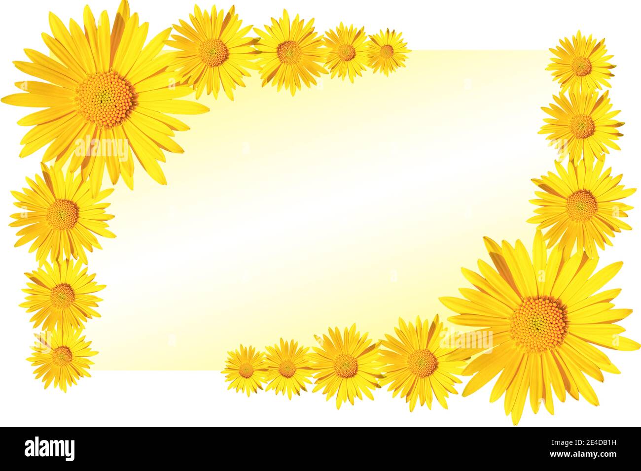 yellow daisy flowers corner arrangement on yellow and white gradient  background, flat lay, copy space Stock Photo - Alamy