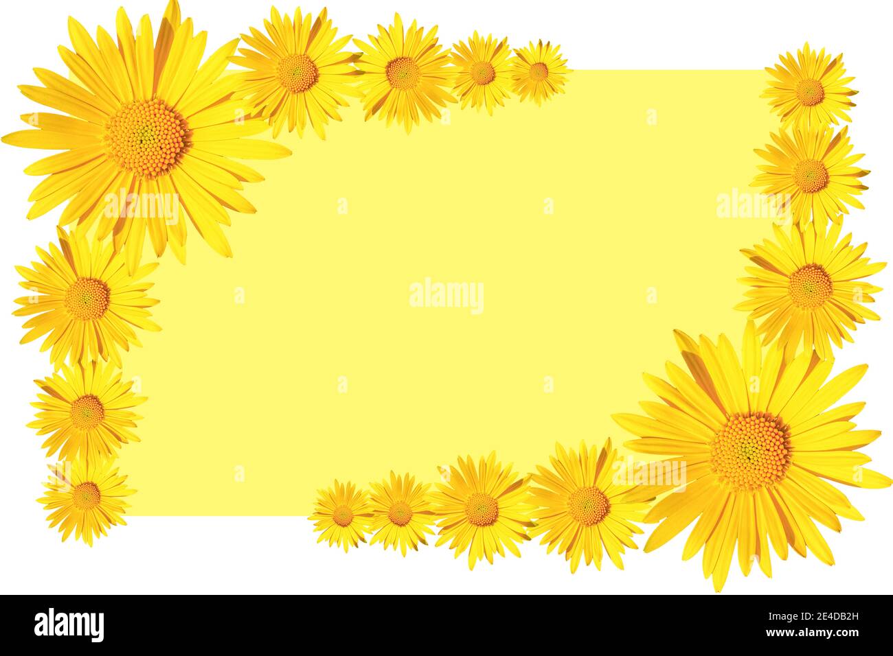 yellow daisy flowers corner arrangement on yellow background, flat lay, copy space Stock Photo