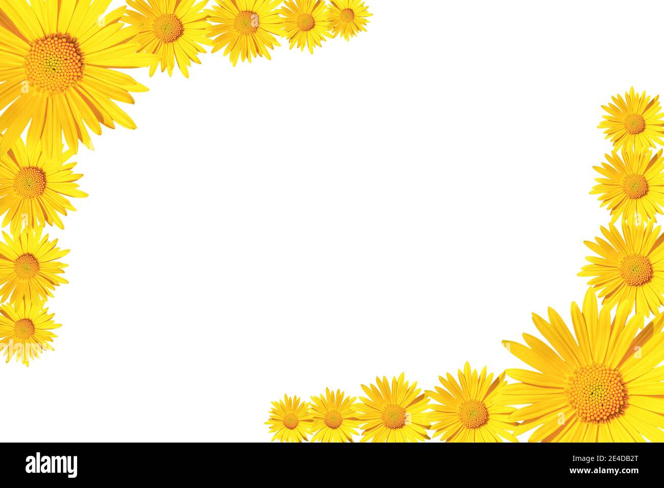 Yellow daisy flowers corner arrangement isolated on white background, flat  lay, copy space Stock Photo - Alamy