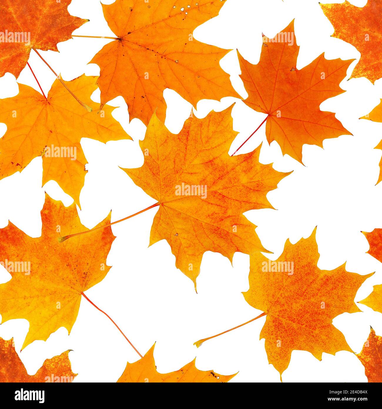 seamless pattern with various maple autumn leaves isolated on white ...
