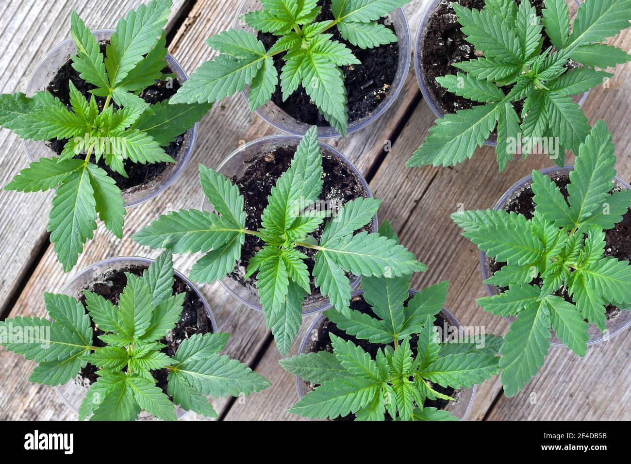 Young cannabis plant on a wooden table growing in a small growing pots Stock Photo