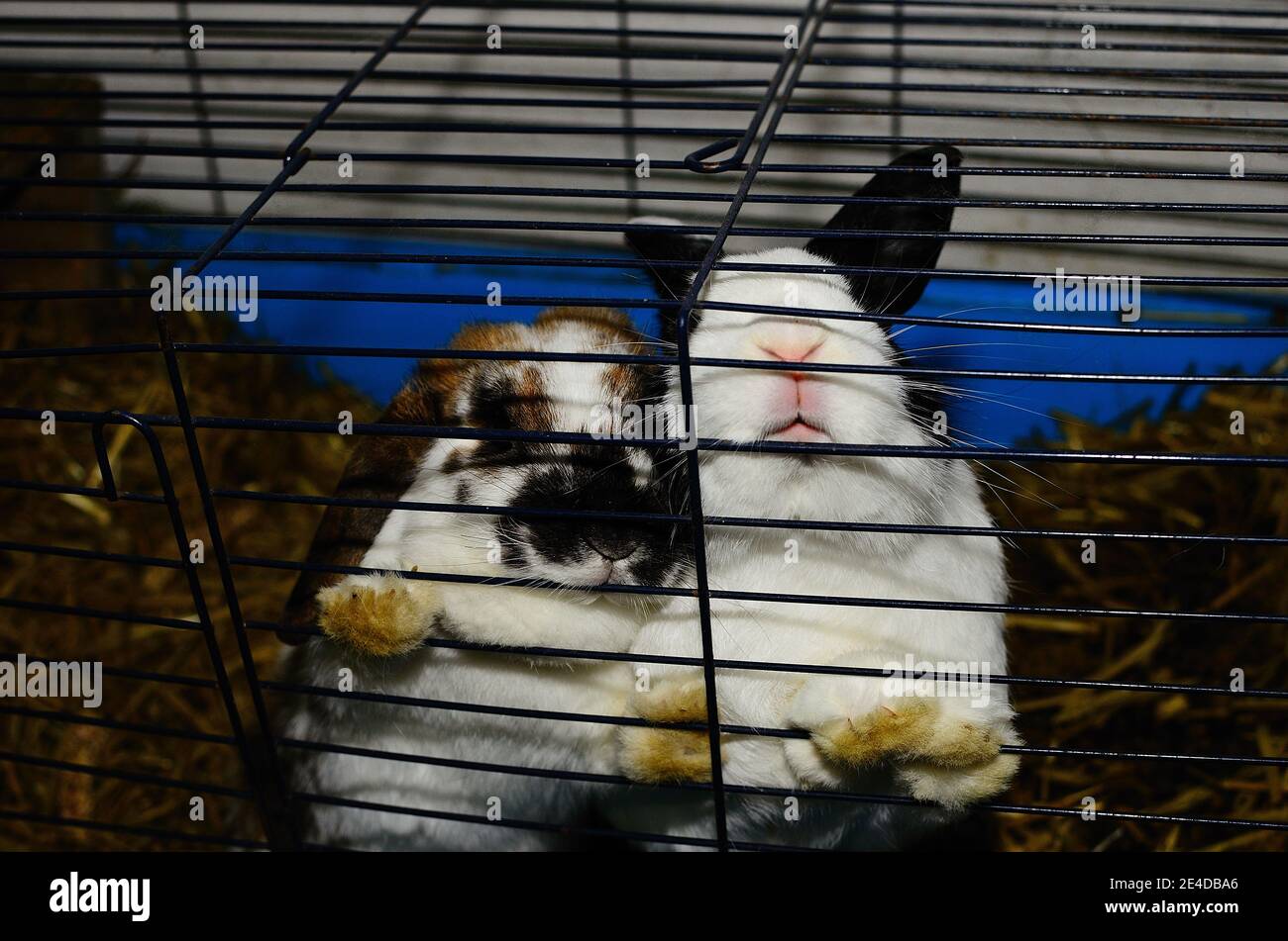two dear bunnies in barred cage Stock Photo